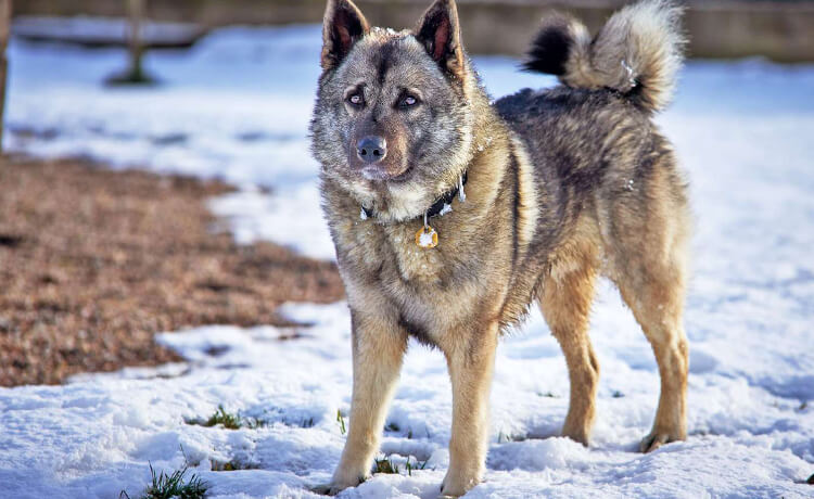 Norwegian Elkhound